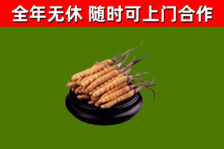 彭阳回收冬虫夏草